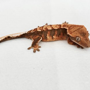 Tri Extreme Harlequin Tangerine