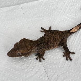 다크 화이트포트홀 챠콜 블랙