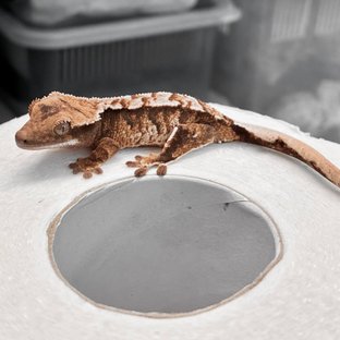 Tri Extreme Harlequin