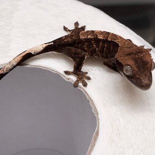 챠콜 블랙 다크 카푸치노