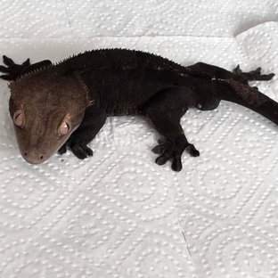 Charcoal Cappuccino Black