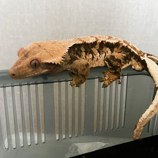 바브.RTB