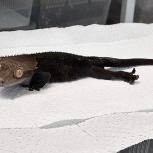 카푸치노 챠콜 블랙