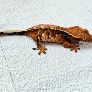 순혈바브기간한정할인