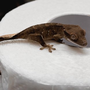 챠콜 다크 블랙 화이트포트홀