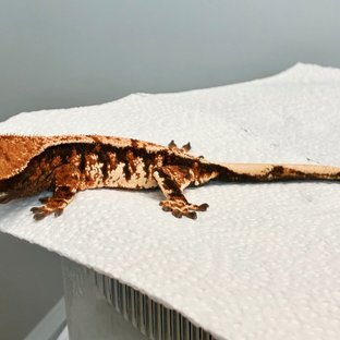 순혈바브