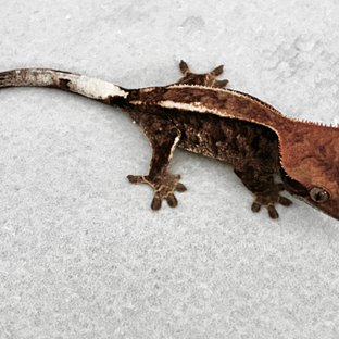 챠콜 다크 카푸치노 화이트핀