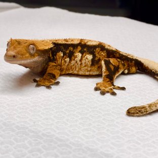 트라이 화이트포트홀 익스트림할리퀸 바브