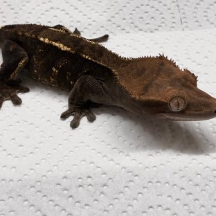 카푸치노 다크 블랙 챠콜