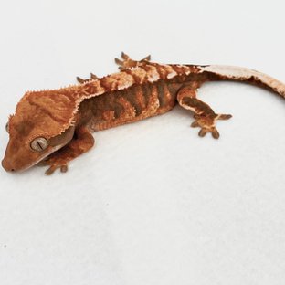 트라이 익스트림할리퀸 텐저린