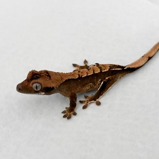 트라이