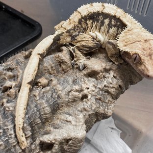 젠잭스미국수입.호문2세