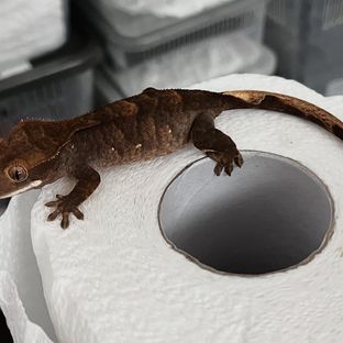 차콜라인회이트데이
