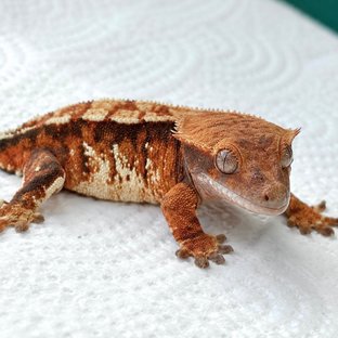 순혈바브