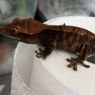 블랙벨벳 2세