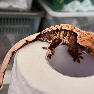 설 시즌 기간한정 할인