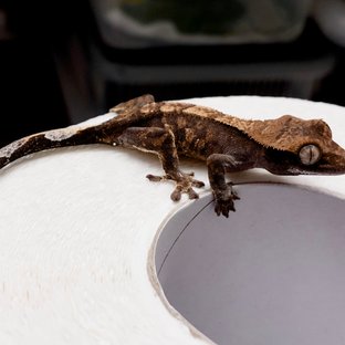 챠콜 블랙 다크 카푸치노