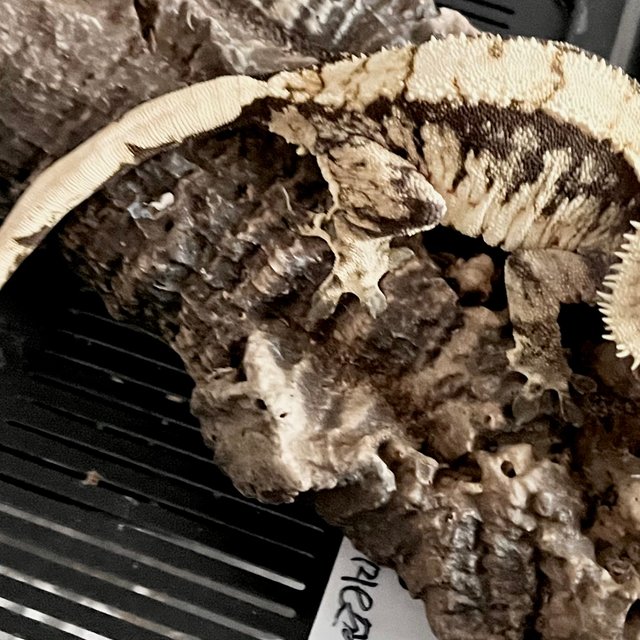 트라이 익스트림할리퀸 젠젝스