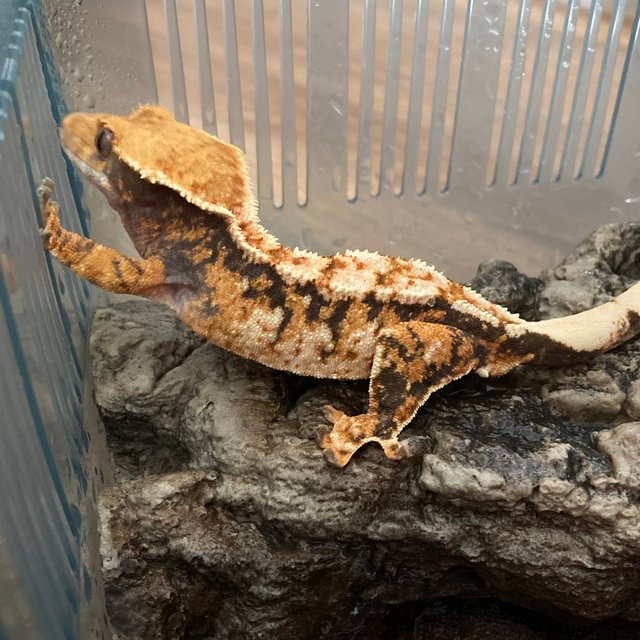 트라이 익스트림할리퀸 바브 화이트크라운 화이트핀