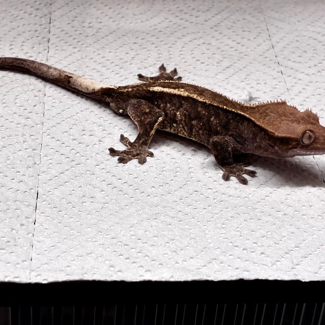 챠콜 다크 카푸치노 화이트핀