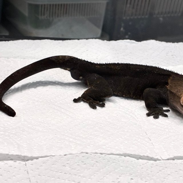 알티 챠콜 블랙 카푸치노