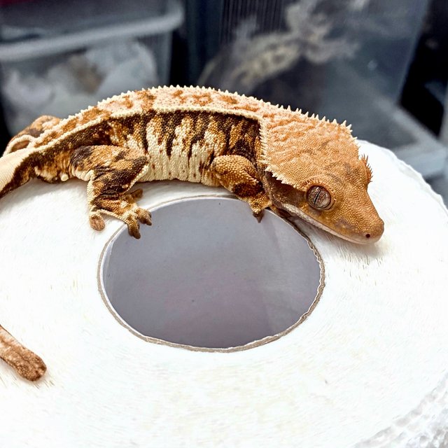 트라이 익스트림할리퀸 화이트크라운 화이트핀