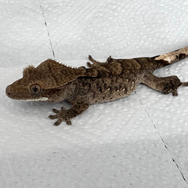 다크 블랙 챠콜 화이트포트홀