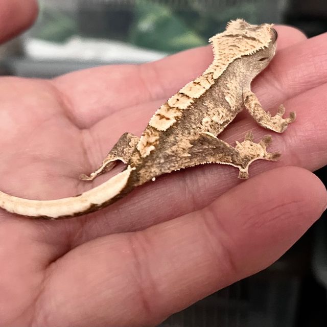트라이
