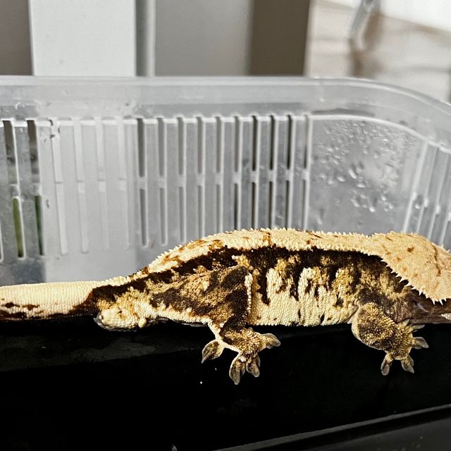 익스트림할리퀸 바브 트라이 젠젝스
