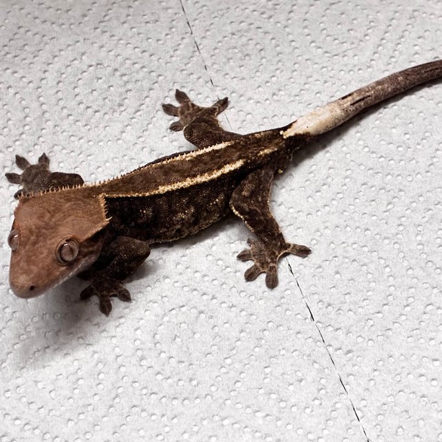 챠콜 다크 카푸치노 화이트핀