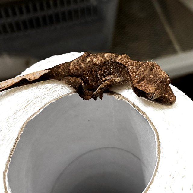 화이트포트홀 다크 블랙 챠콜