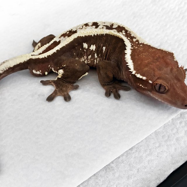 세이블 화이트스팟