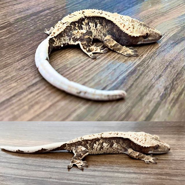 트라이 노던버지니아 몬코사