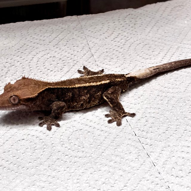 챠콜 다크 카푸치노 화이트핀