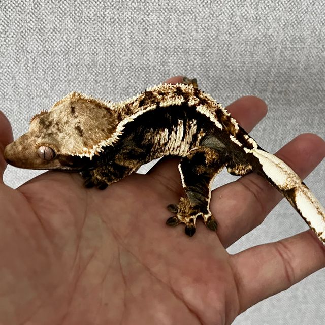 트라이 바브 익스트림할리퀸 블랙 사만다 크림