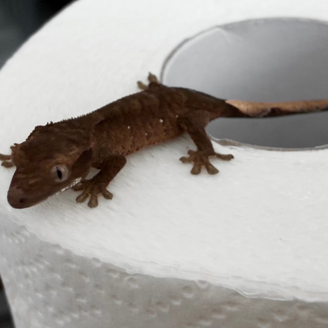 챠콜 다크 블랙 화이트포트홀