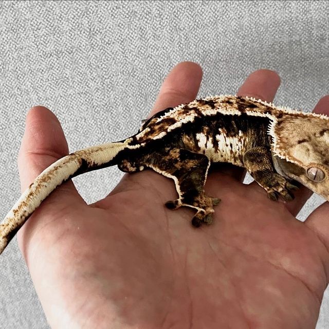 트라이 바브 익스트림할리퀸 블랙 사만다 크림