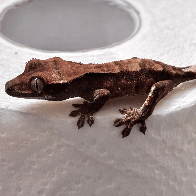 다크 챠콜 블랙 카푸치노 트라이