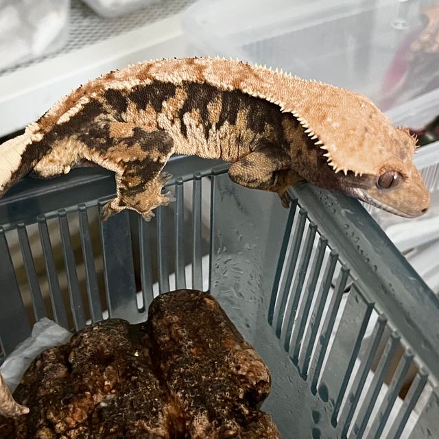 트라이 바브 사만다 익스트림할리퀸