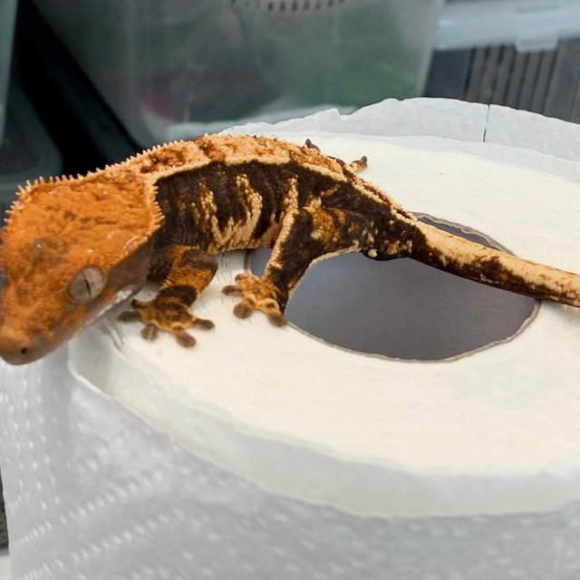 텐저린 트라이 익스트림할리퀸