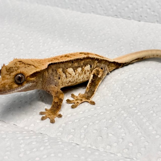 화이트핀 풀핀 트라이