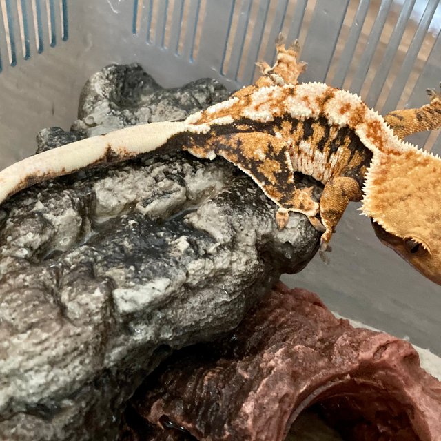 트라이 익스트림할리퀸 바브 화이트크라운 화이트핀