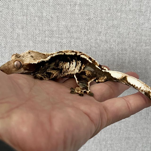 트라이 바브 익스트림할리퀸 블랙 사만다 크림