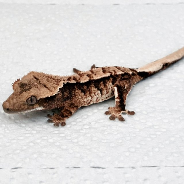 화이트핀 트라이 화이트크라운 익스트림할리퀸