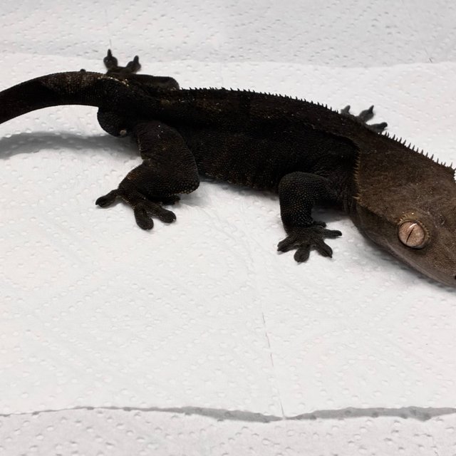 카푸치노 챠콜 블랙