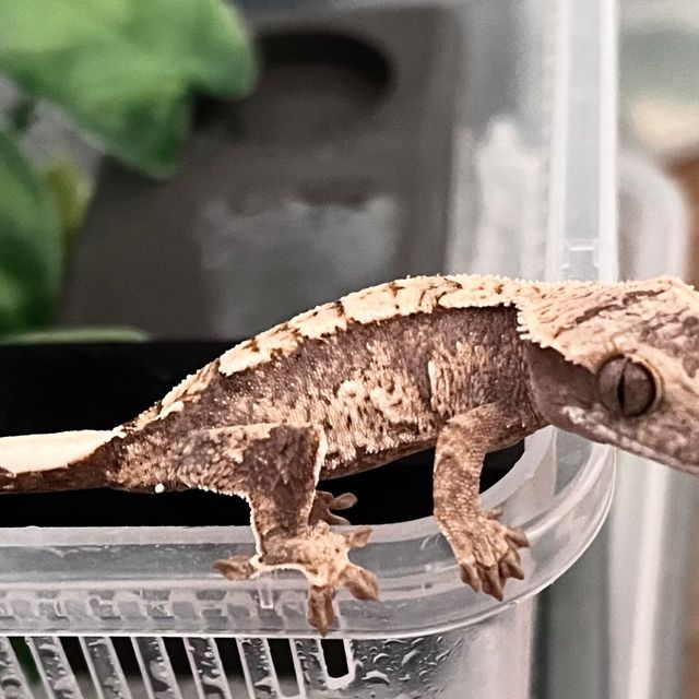 트라이
