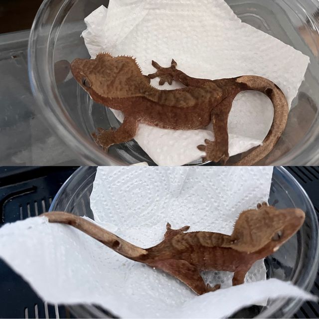 벅스킨 다크 레드