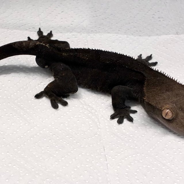 알티 챠콜 블랙 카푸치노