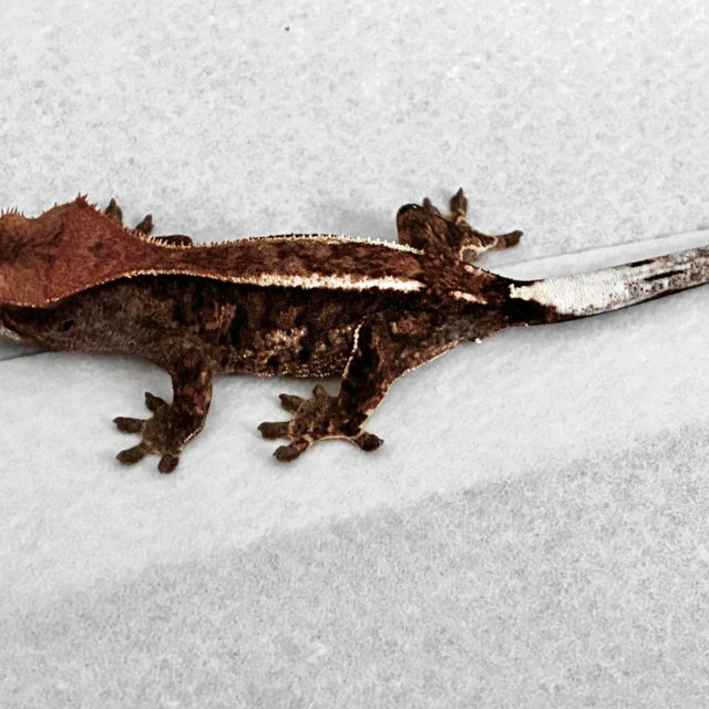 화이트핀 RCK 알티 카푸치노 챠콜 블랙