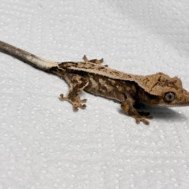 화이트스팟 화이트핀 트라이 다크